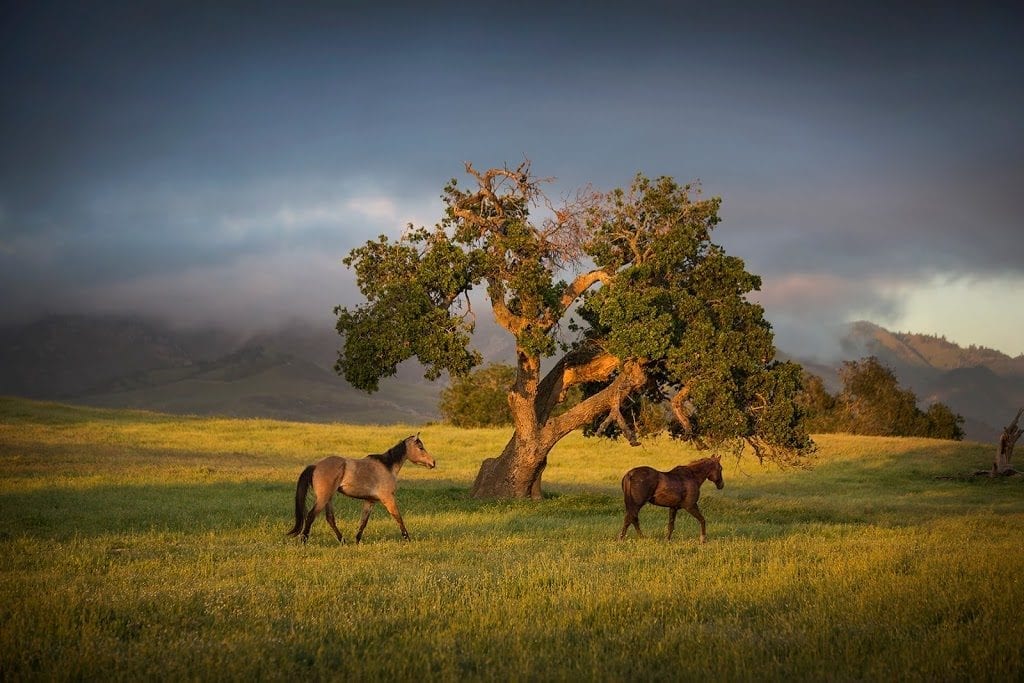 Fess Parker Home Ranch