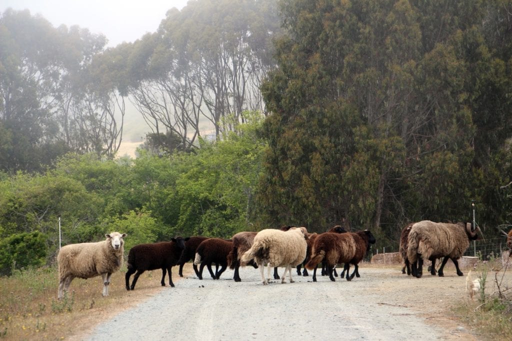 Grazing sheep at Howard Creek Ranch