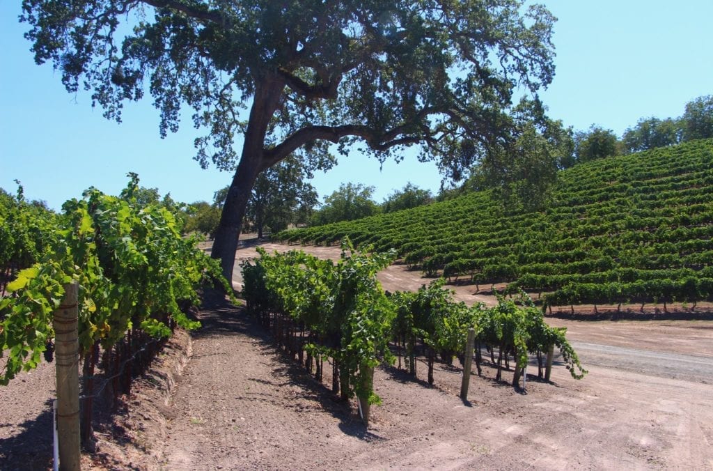 Opolo Vineyards in Paso Robles