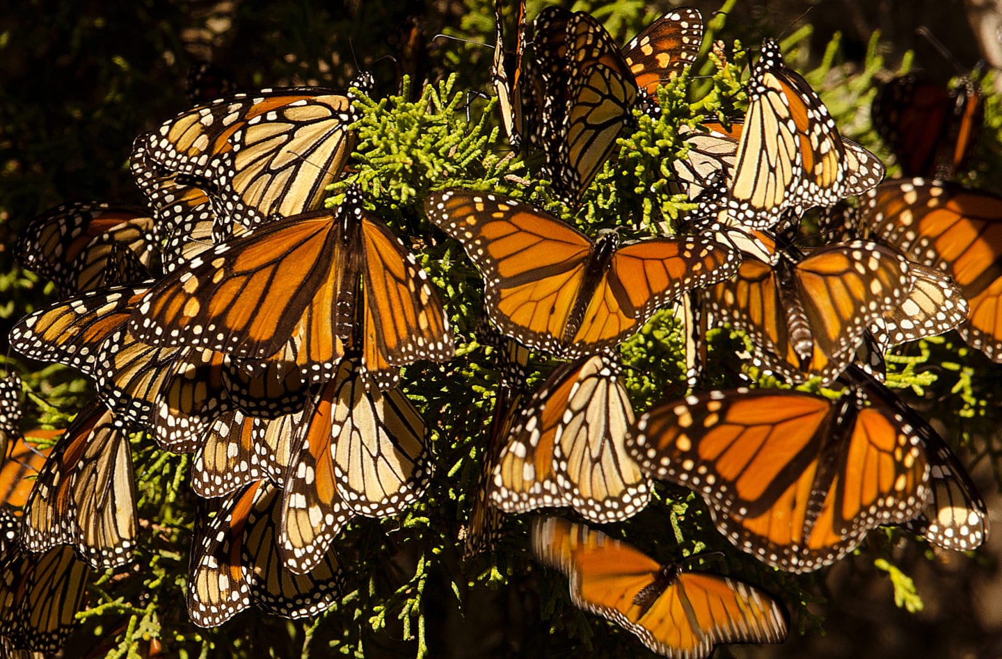 Ventura County residents to get milkweed for monarchs