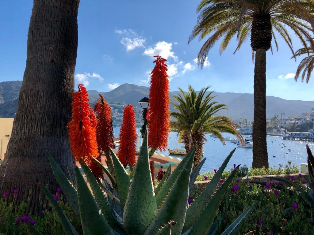 Blooms on Catalina Island