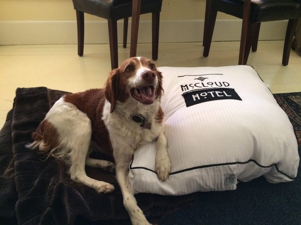 Wagging Tails Welcome at the McCloud Hotel