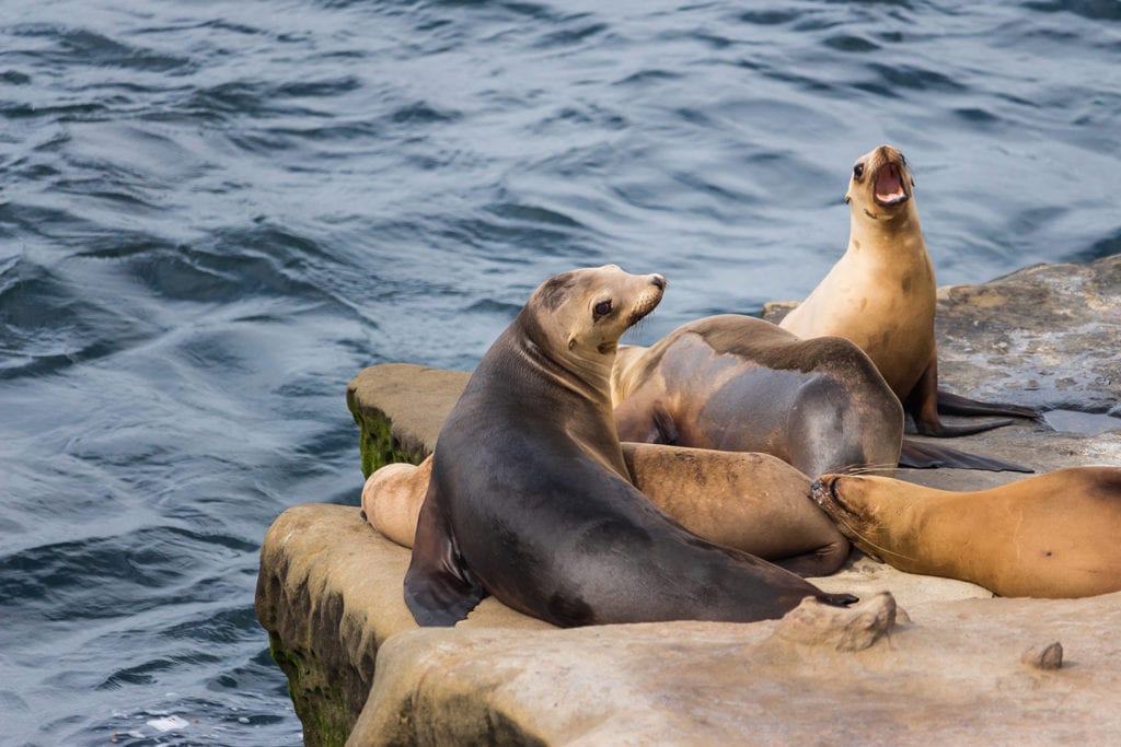 Seals at Children's Pool