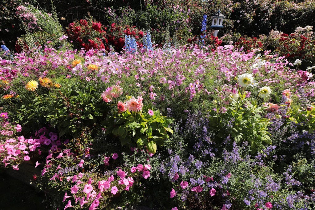 Profusion of blooms at Mill Rose Inn