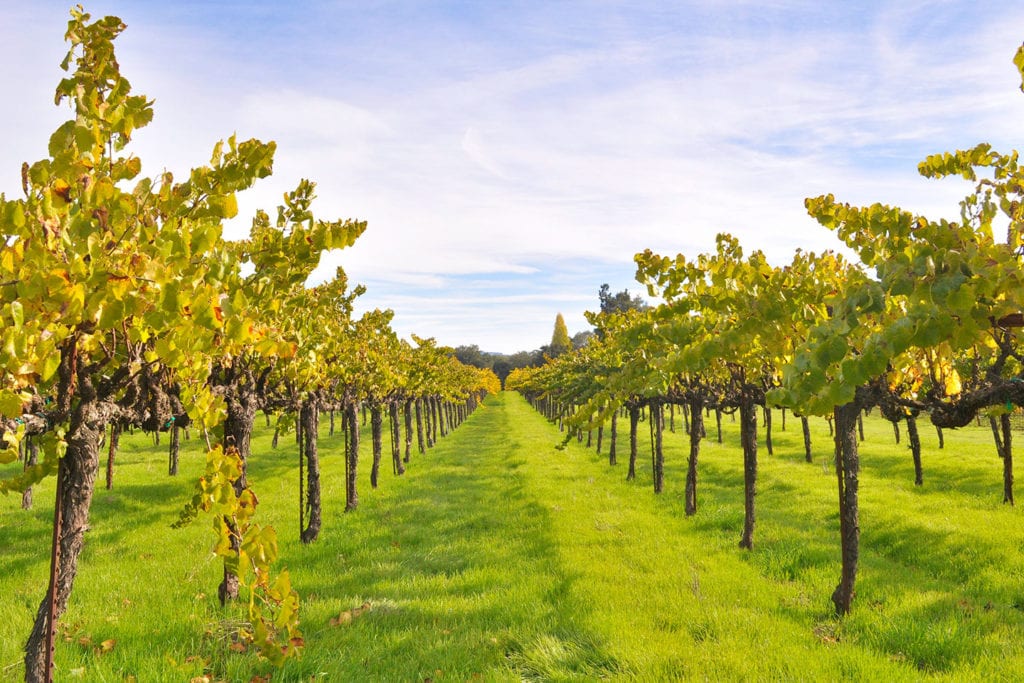 Sonoma County vineyards outside of Healdsburg