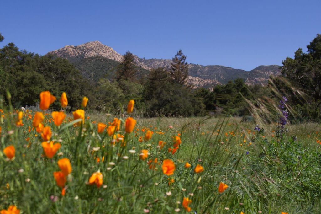 Santa Barbara Botanic Garden