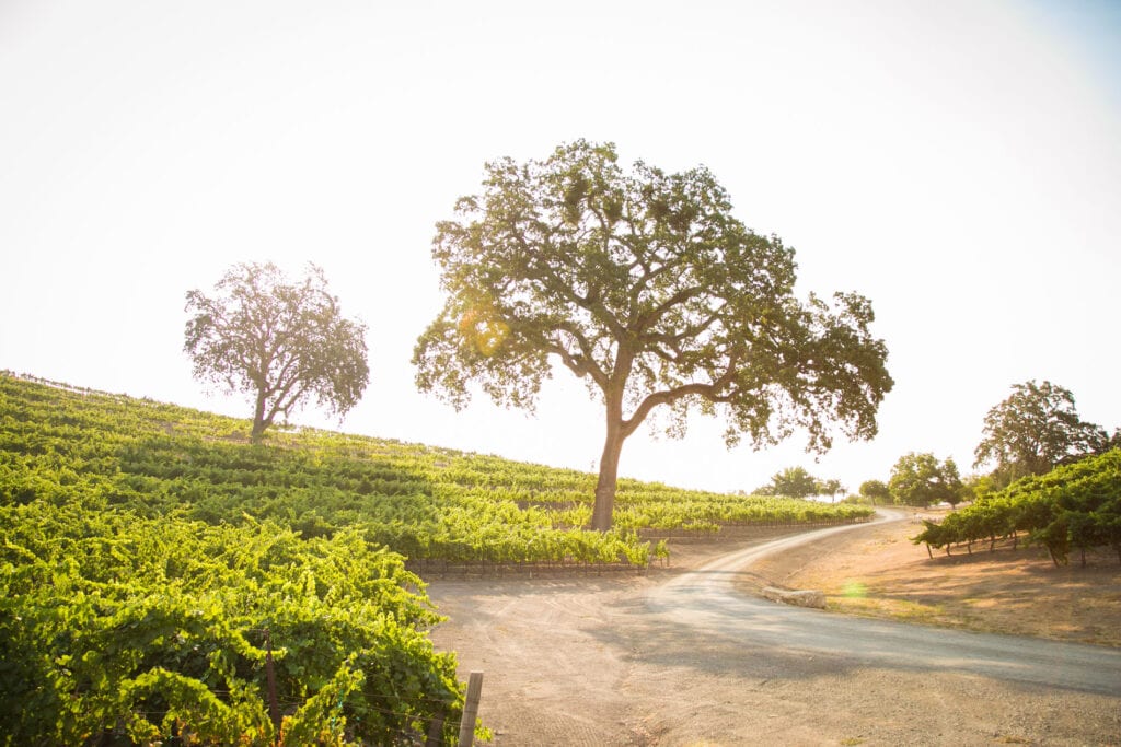 Oak trees at Opolo Vineyards