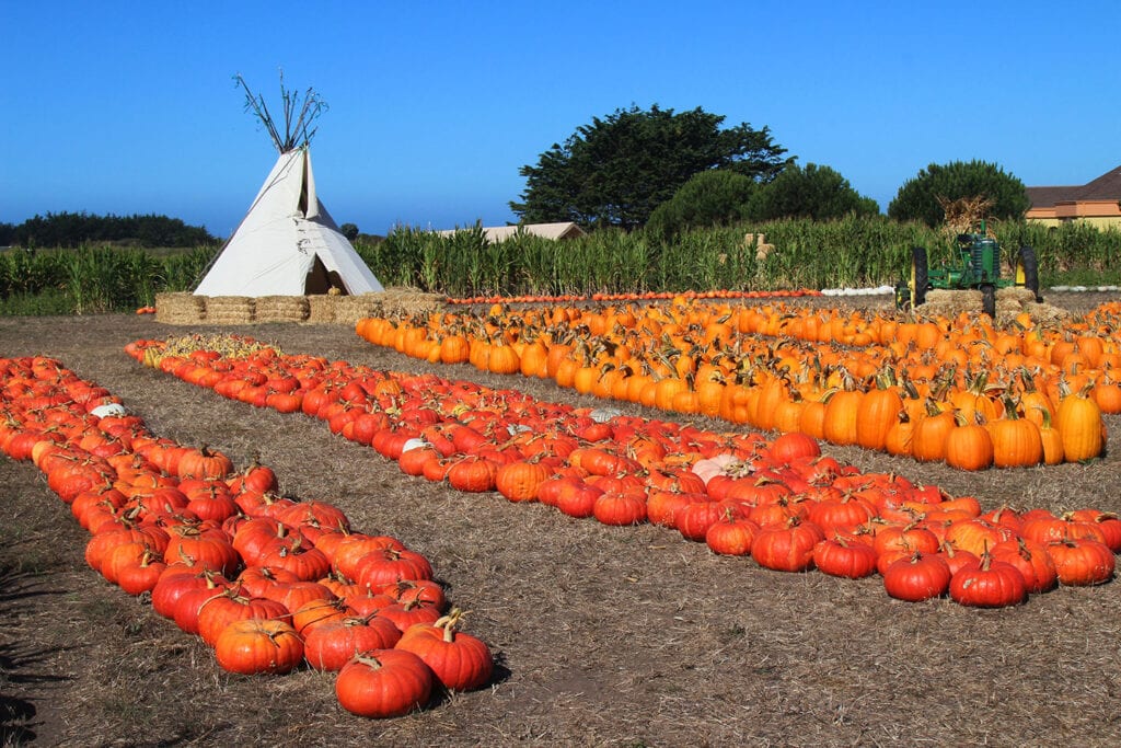 Farmer Johns Pumpkin Farm