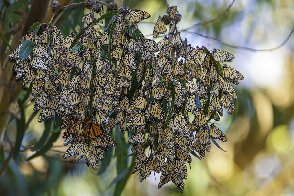 Monarch butterflies at Natural Bridges State Beach