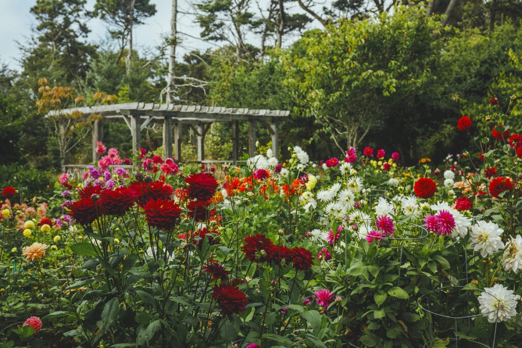 Mendocino Coast Botanical Gardens