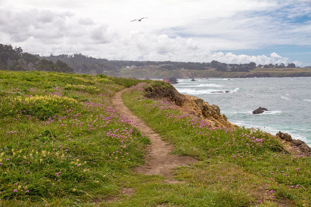 Spring wildfowers on the Mendocino coast