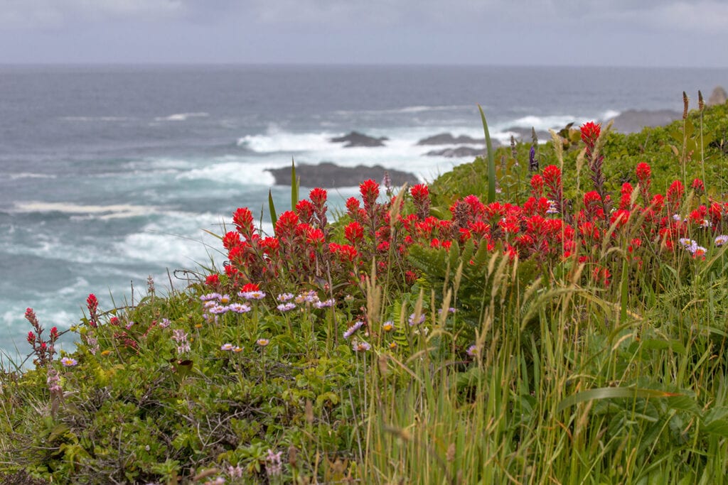 Indian Paintbrush on the Mendocino coast