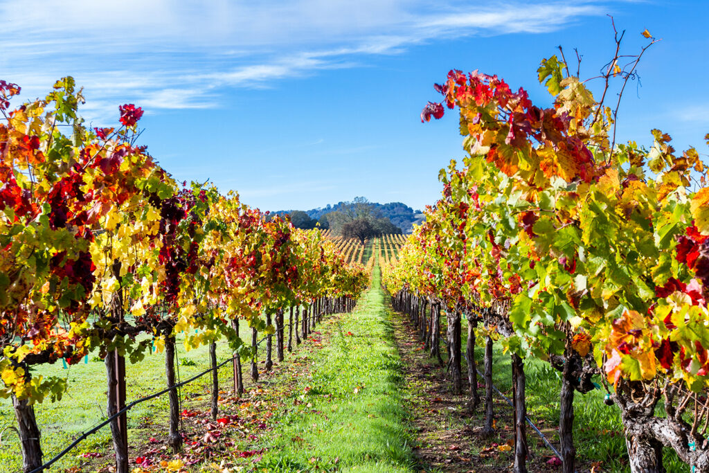 Napa Valley vineyard in the fall