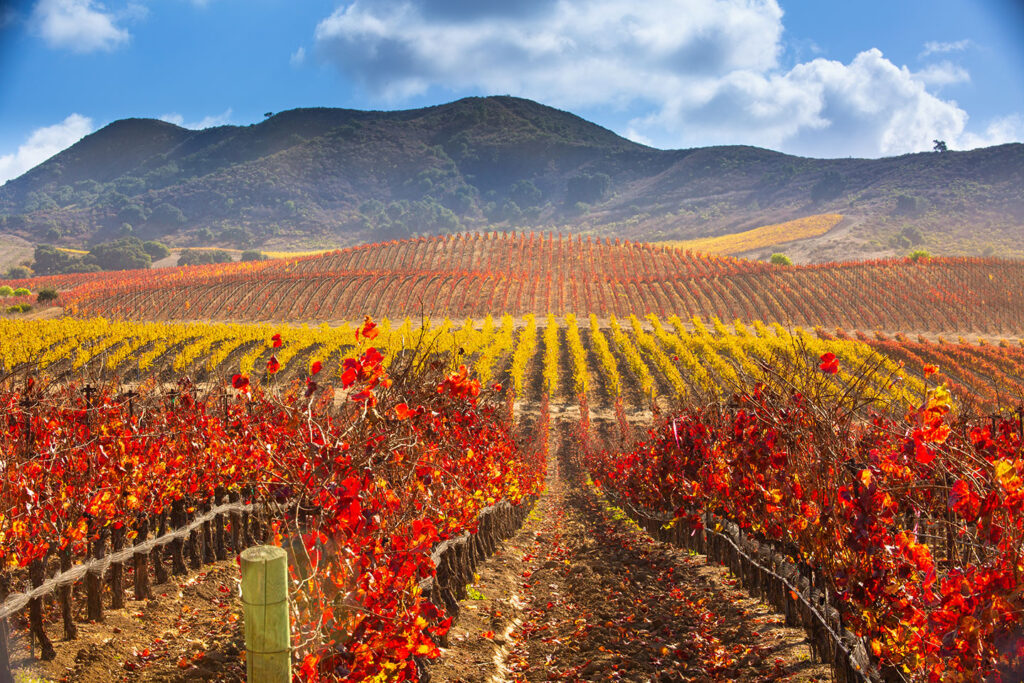 Vineyards in the Santa Ynez Valley