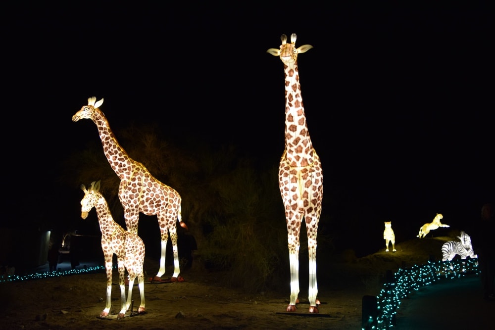 WildLights at The Living Desert Zoo and Gardens in Palm Springs