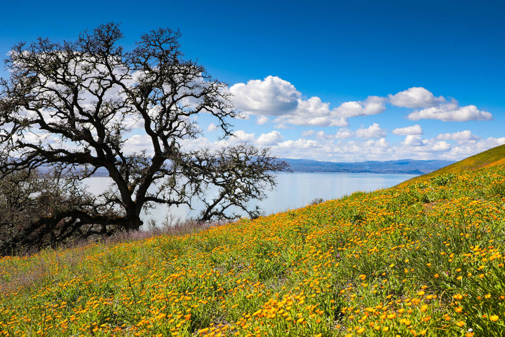 Wildflower booms in Lake County, photo by Karen Pavone Photography