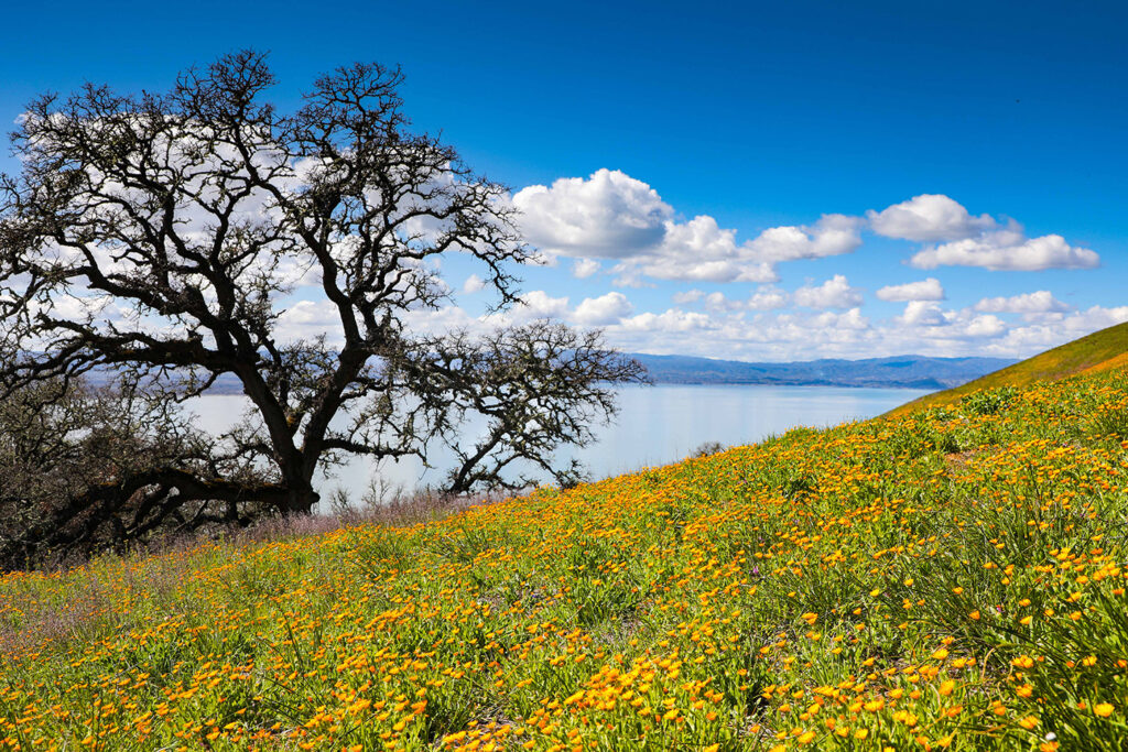 9 California Destinations for Spectacular Spring Wildflowers CABBI