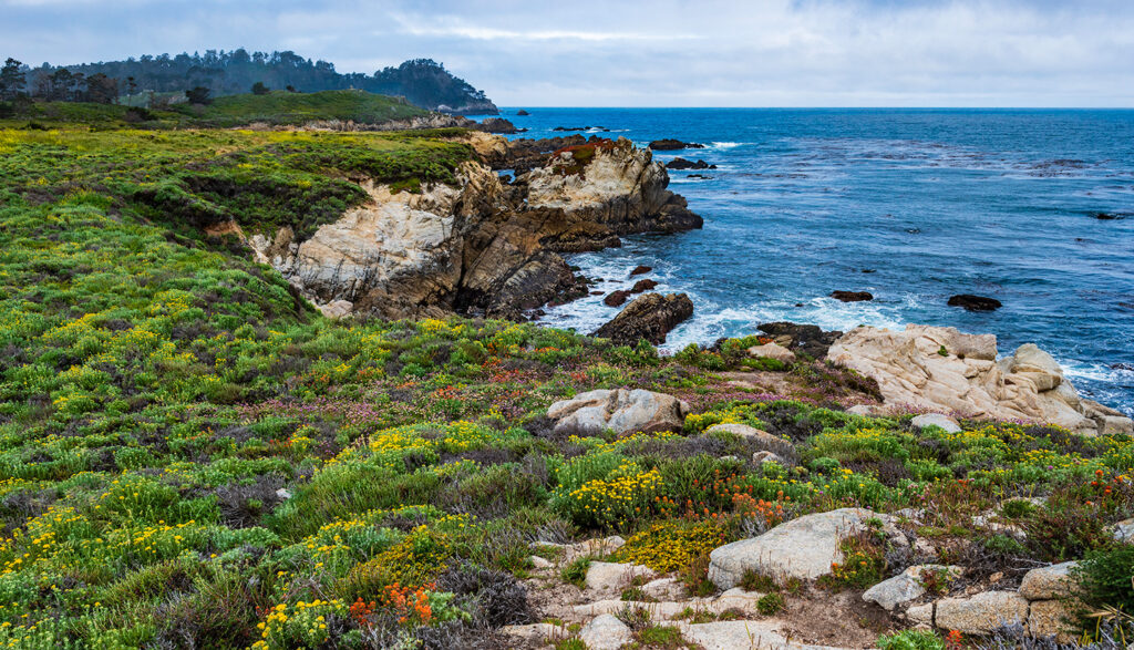 Spring Wildflowers Point Lobos State Reserve