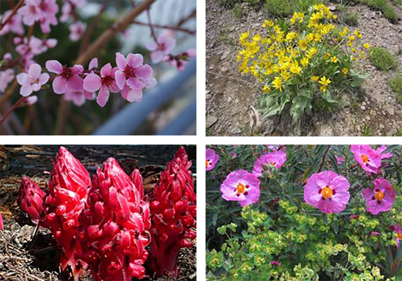 Assorted blooms around Donner Lake