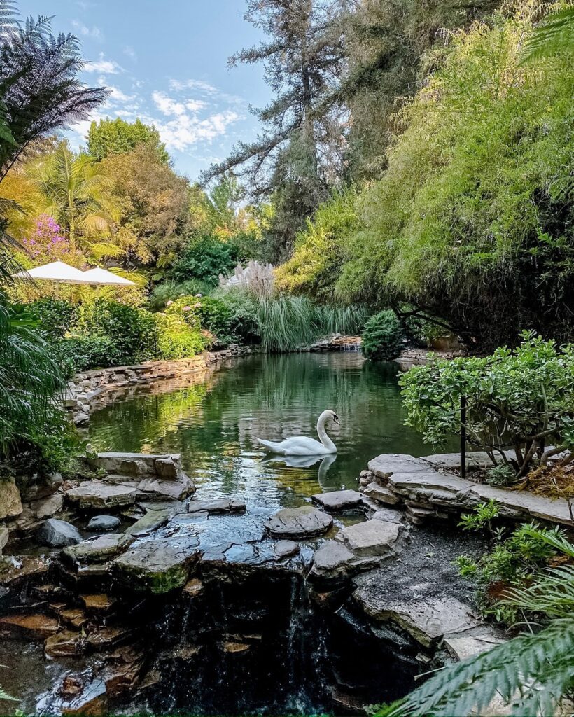 Swan Lake at Hotel Bel-Air