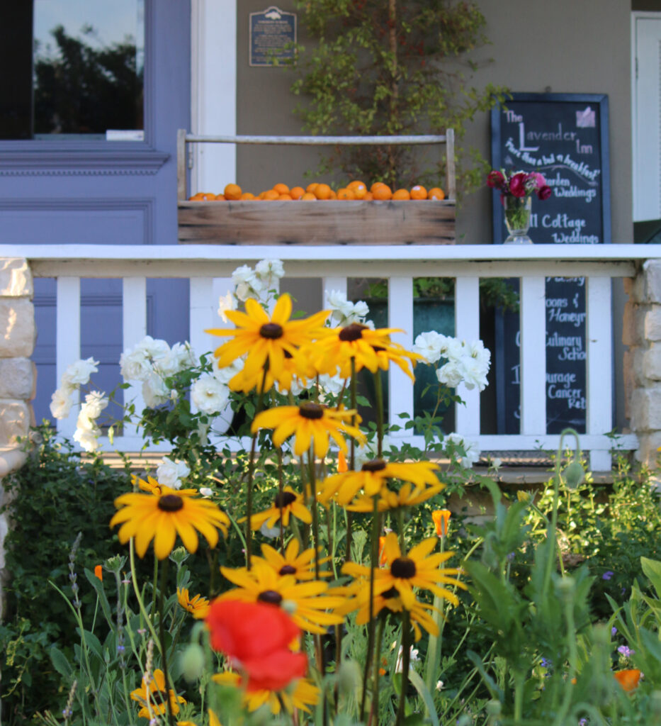 Pixie tangerines and spring blooms at the Lavender Inn