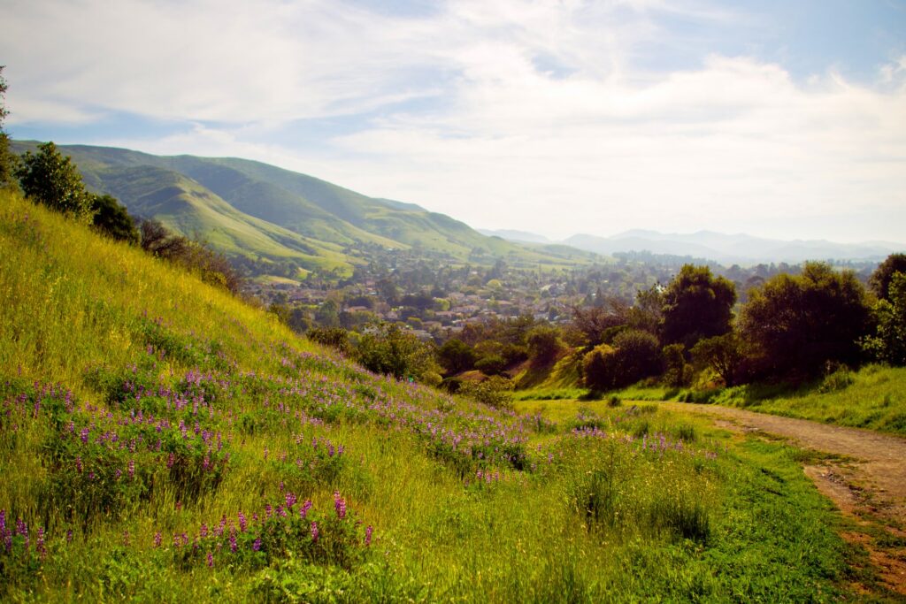 Wildflowers in the hills above San Luis Obispo