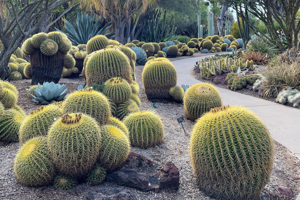 Desert Garden at The Huntington