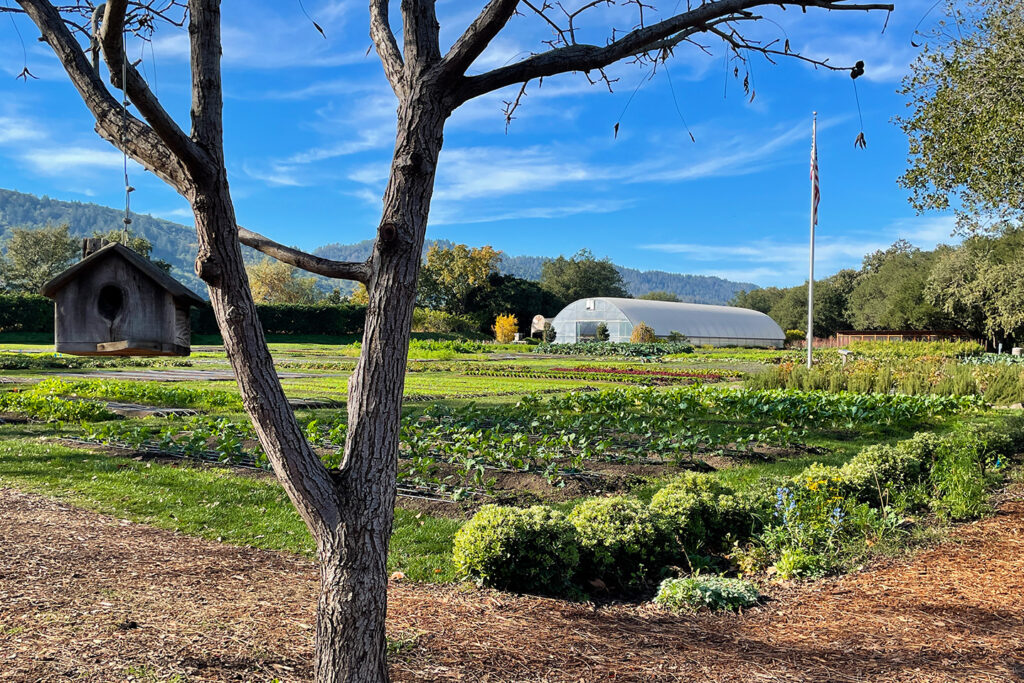 The French Laundry’s culinary gardens