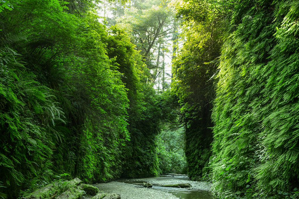 Fern Canyon at Redwood National Park