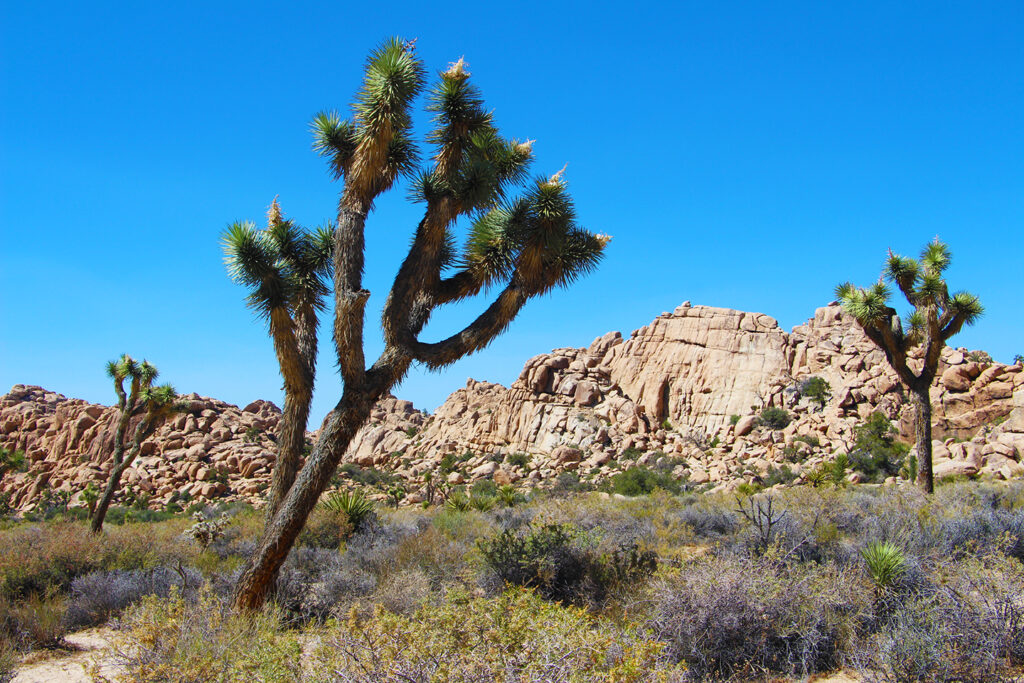 Joshua Tree National Park