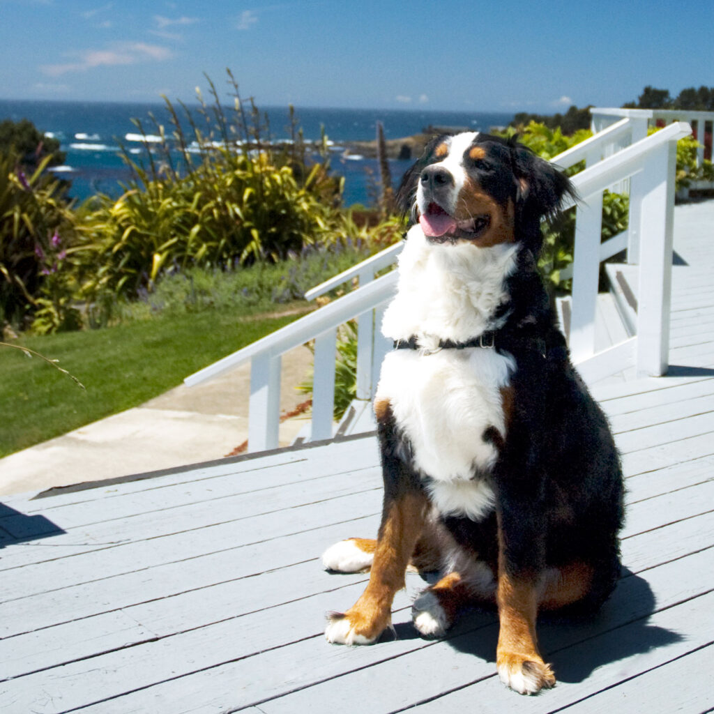 12 Most Pet Friendly Boutique Hotels