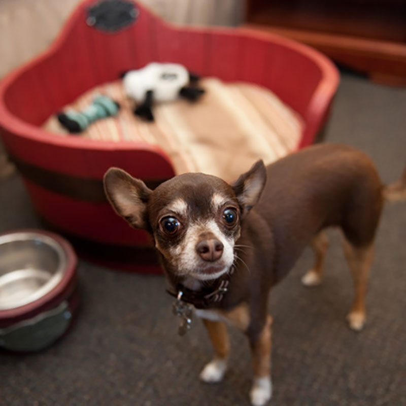 Stella the mascot of The Redwood Riverwalk Hotel