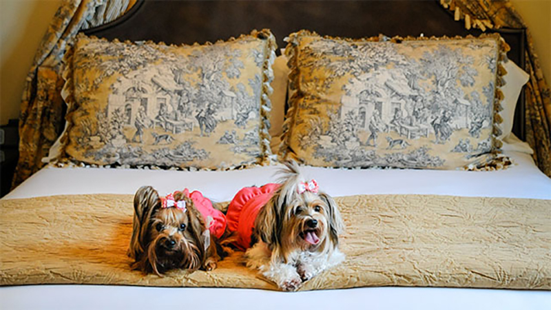 12 Most Pet Friendly Boutique Hotels