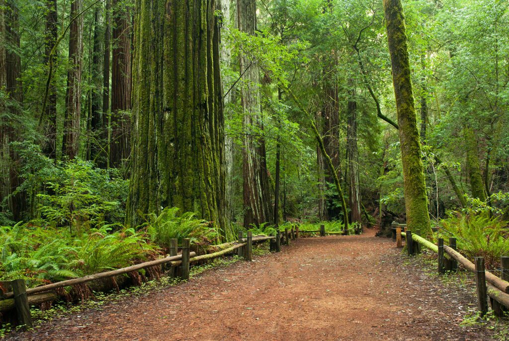 Armstrong Redwoods State Natural Reserve