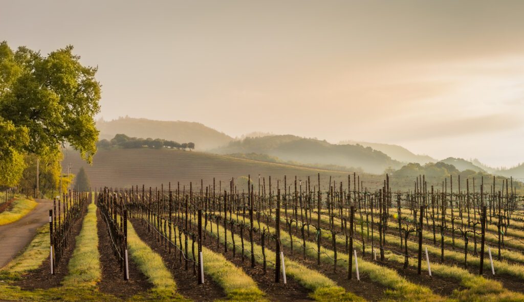 Sonoma County vineyard in winter
