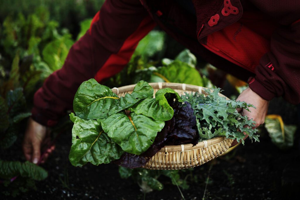 Organic vegetables harvested onsite at Stanford Inn by the Sea