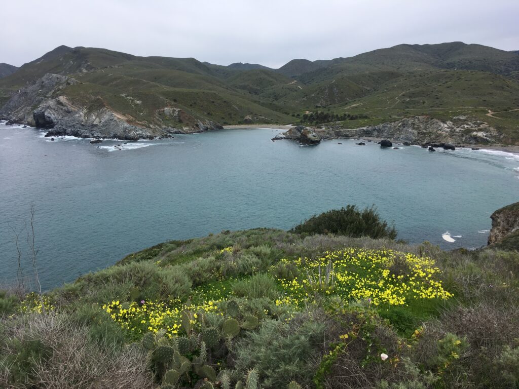 Spring blooms on Catalina Island