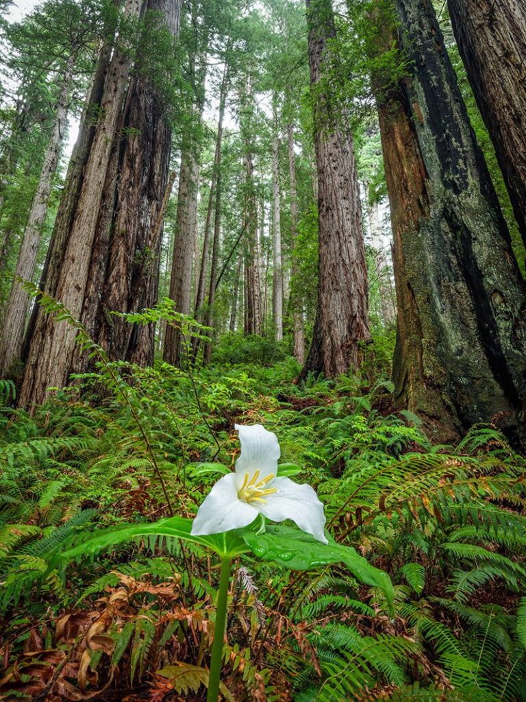 Trillium blooming amid a redwood forest near Brewery Gulch Inn