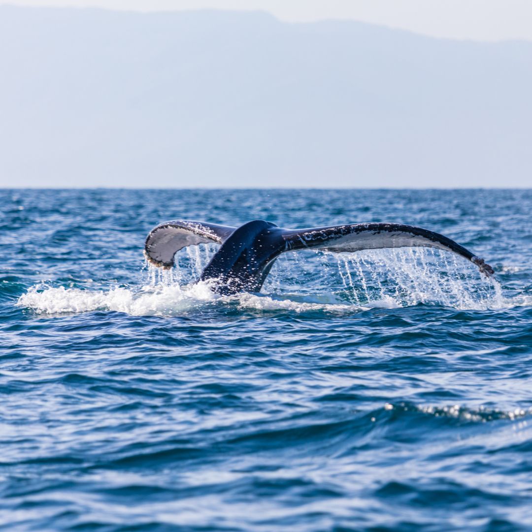 Spring Whale Migration | CABBI