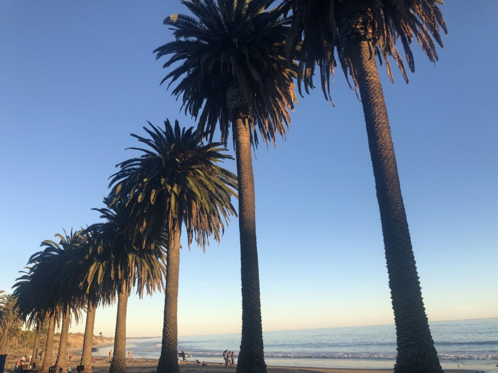 Palm trees at Refugio State Beach