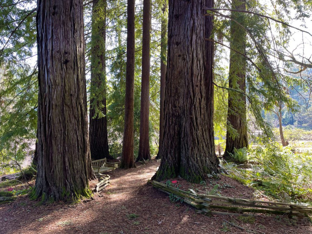 Redwoods at the Botanic Garden at Tilden Regional Park