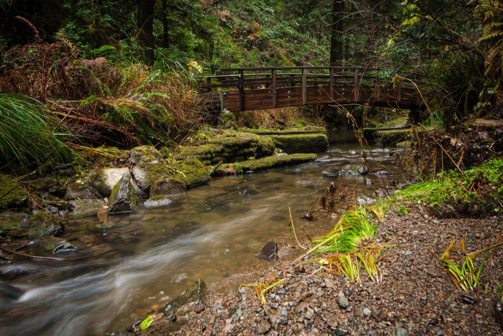 Fern Canyon Scenic Trail at Van Damme State Park