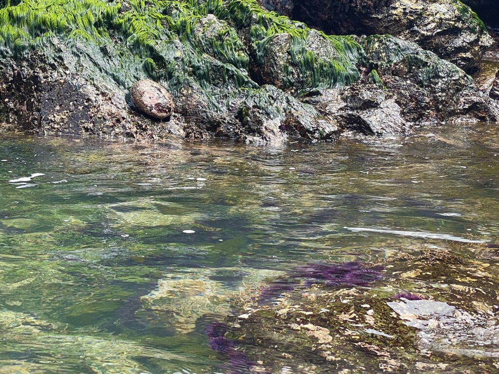 Abalone and purple sea urchins