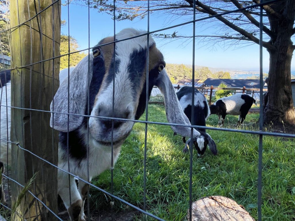 A trio of goats at Mar Vista Farm + Cottages