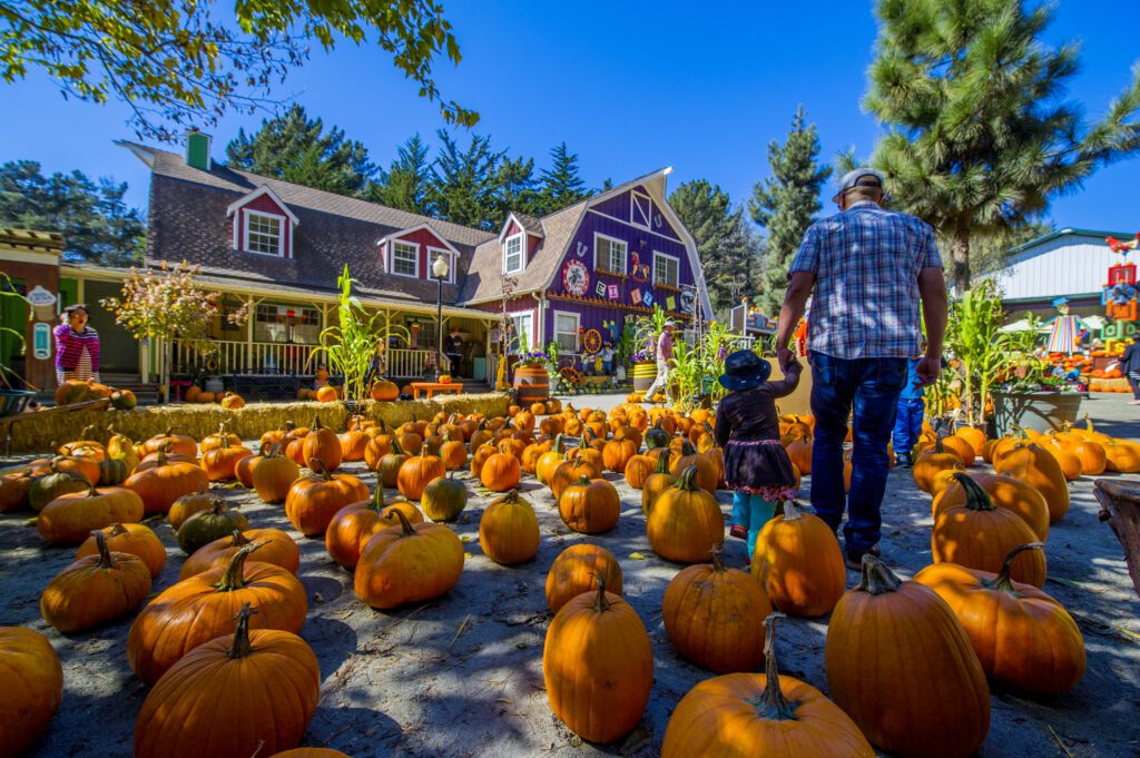 Pumpkins at Lemos Farm