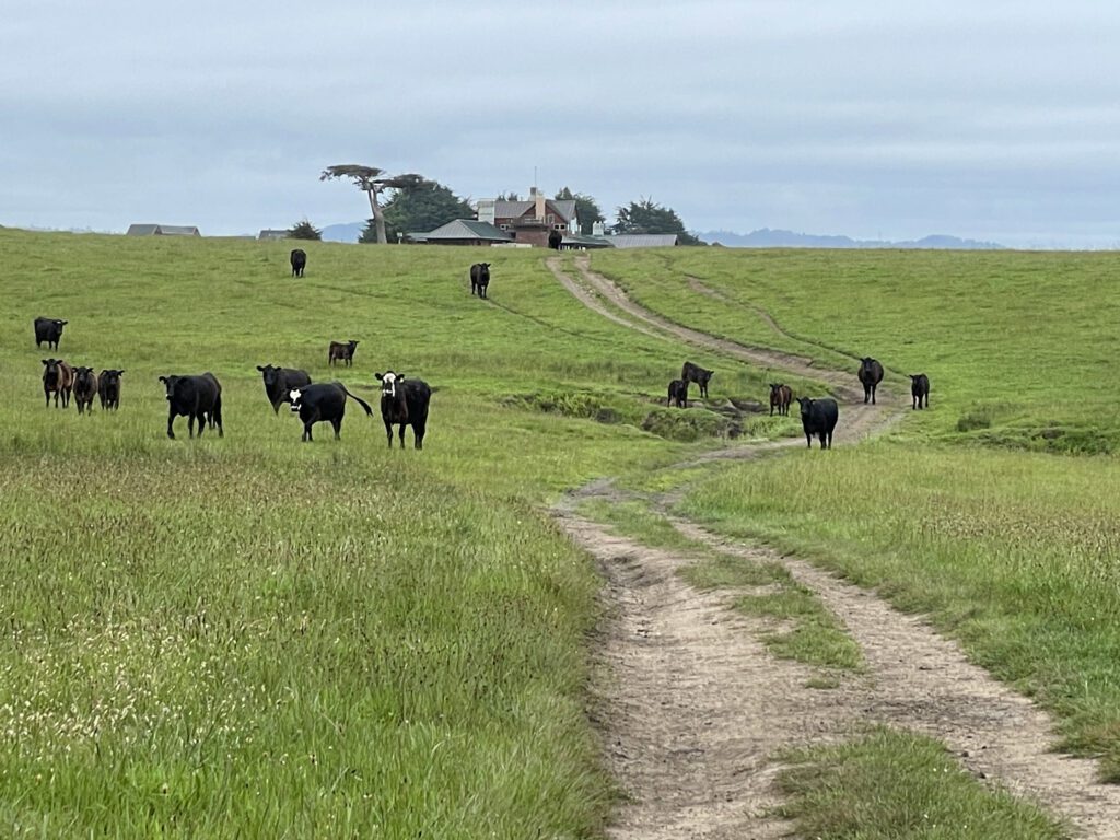 Cattle grazing at The Inn at Newport Ranch