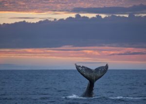 Gray whale tail at sunset