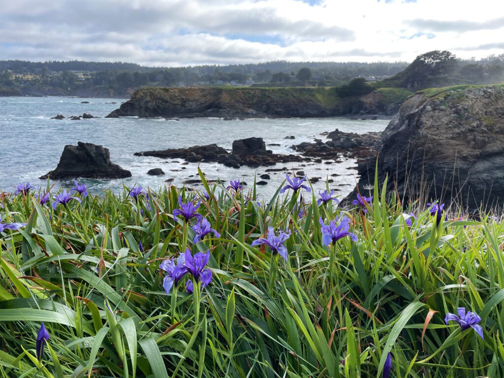 Wildflowers along the cliffs at Mendocino Headlands State Park