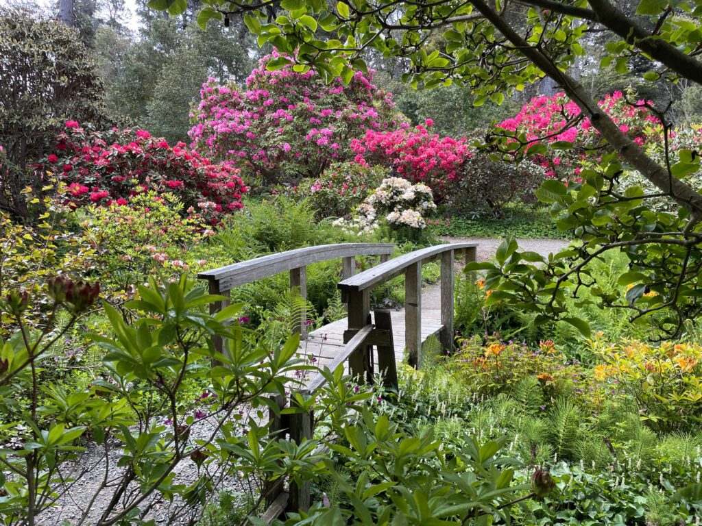 Pink rhododendrons in bloom with a footbridge in the foreground