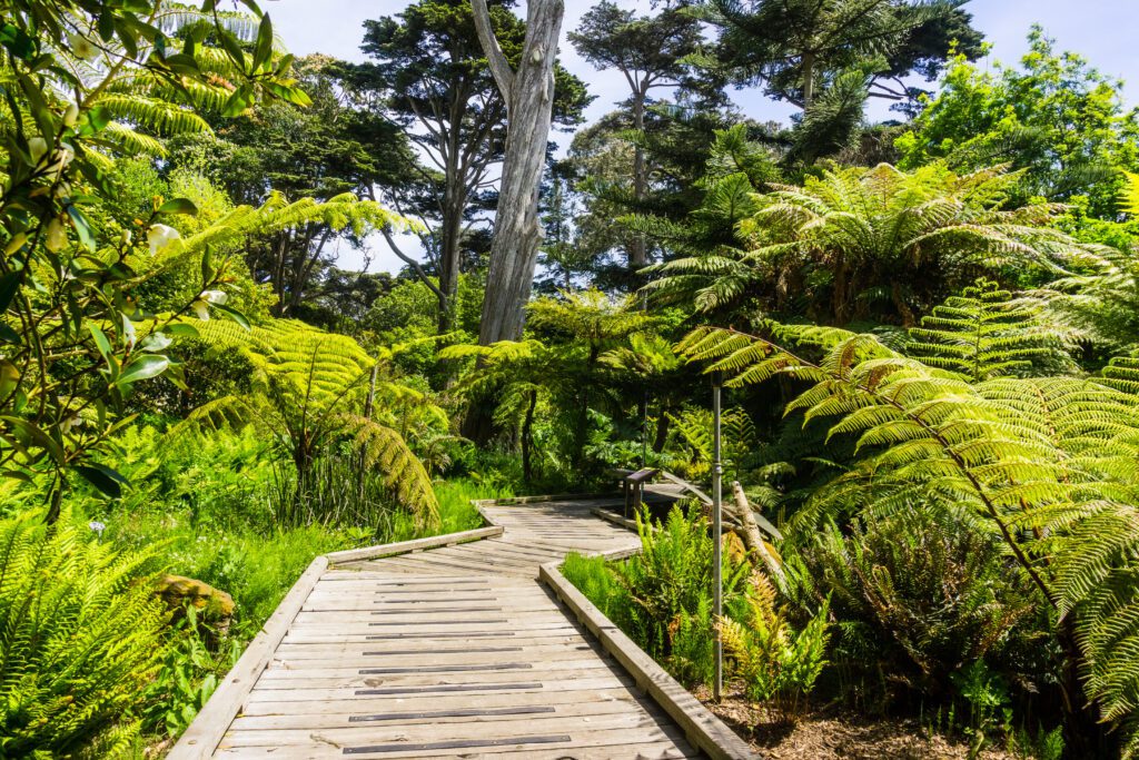 Wooden boardwalk meandering through a lush landscape in the San Francisco Botanical Garden located in Golden Gate Park